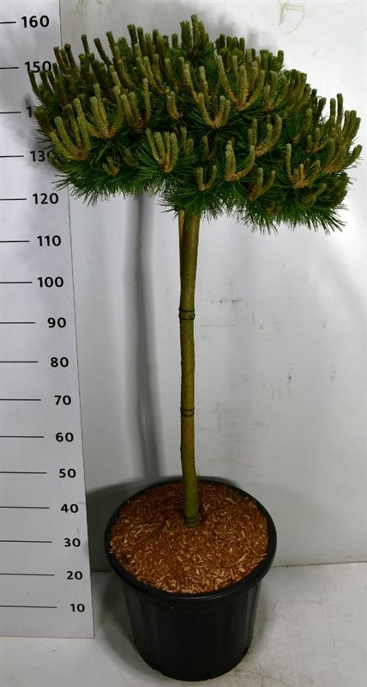 Pinus d. 'Low Glow' - 100 CM Stem C30